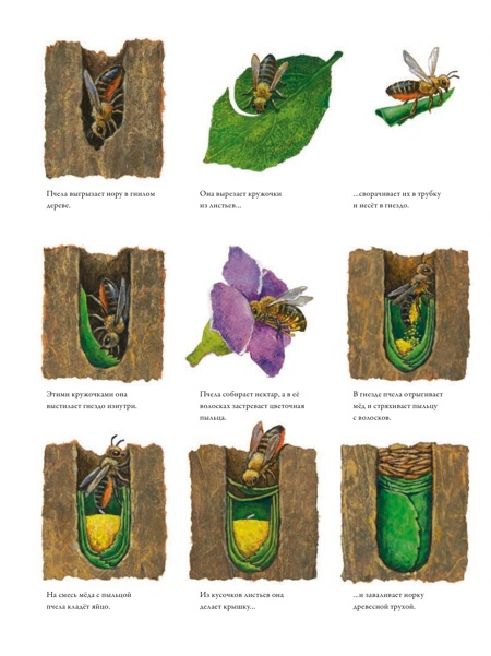 Гнёзда , норы и горшки: как насекомые заботятся о потомстве