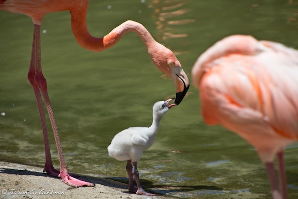 flamingo-feeding.jpg