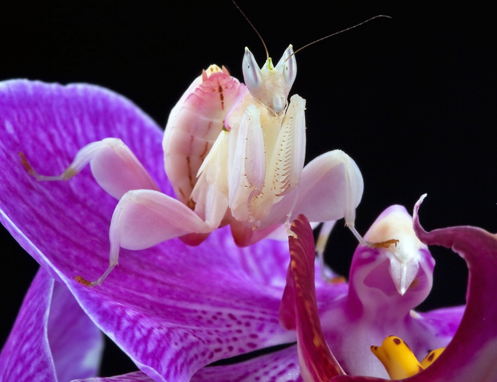Orchid-Mantis-praying-mantises-6623546-1080-829.jpg