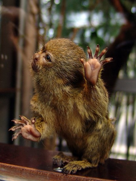pygmy-marmoset.jpg