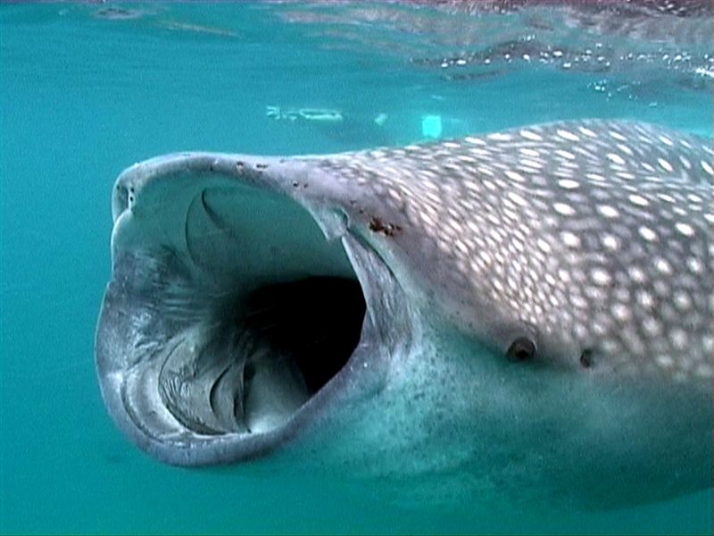 Whale-Shark-Mouth.jpg