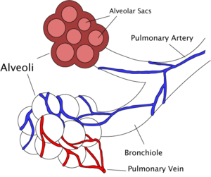300px-Alveoli_diagram.png
