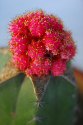 4584617-an-isolated-shot-of-ruby-ball-moon-cactus-gymnocalycium-mihanovichii-echinocactus-mihanovichii.jpg