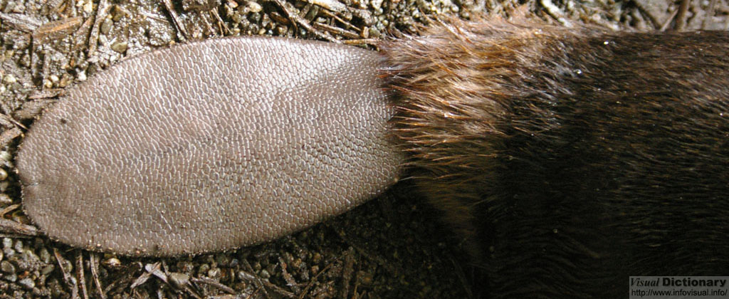 beaver tail.jpg