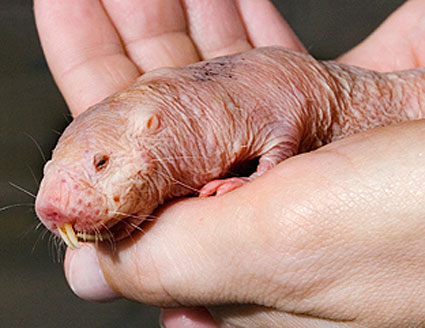 naked-mole-rat-picture.jpg