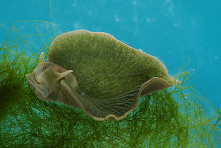 sea-slug-elysia-chlorotica.jpg