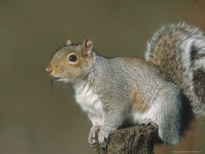 hamblin-mark-grey-squirrel-close-up-portrait-in-winter-coat-uk.jpg