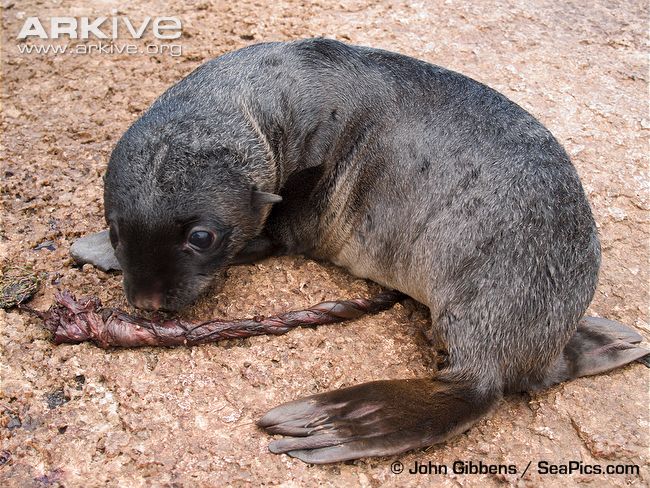 Australian-fur-seal-newborn-pup-with-umbilical-cord-still-attached.jpg