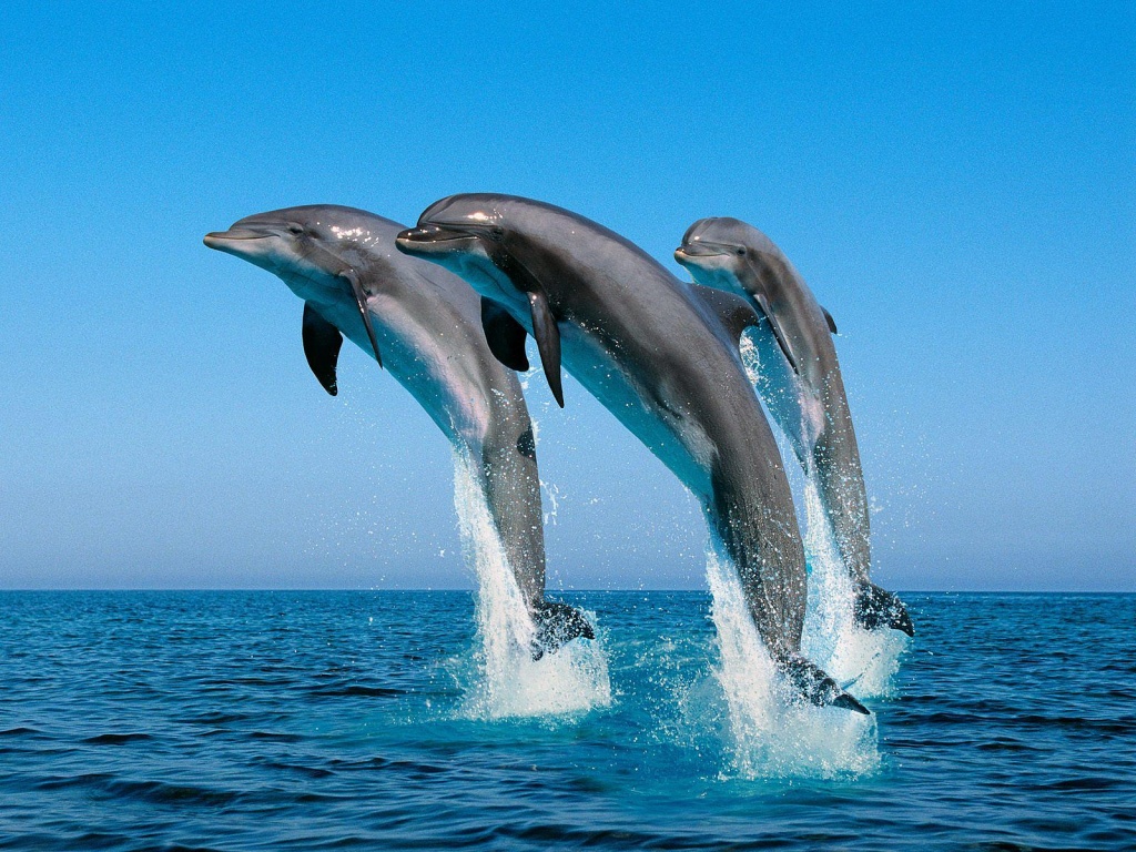Jumping_Bottlenose_Dolphins.jpg